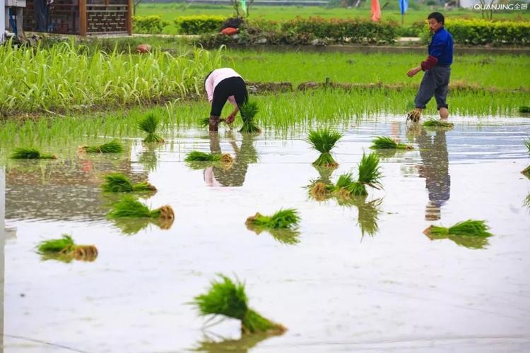 中央財(cái)政對(duì)水稻,小麥,玉米,棉花,馬鈴薯,油料作物,糖料作物,能繁母豬